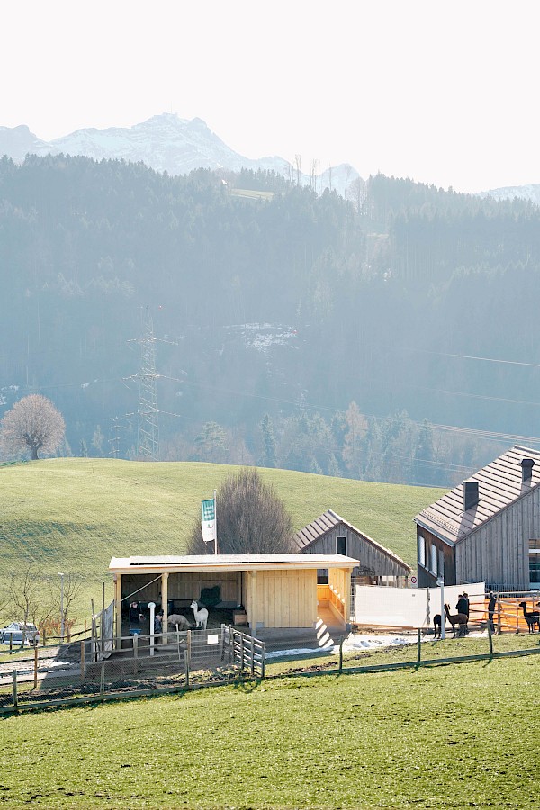 Alpakastall in Teufen – ein Ort der Begegnung