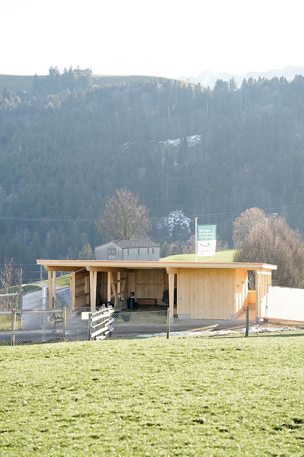 Alpakastall in Teufen – ein Ort der Begegnung