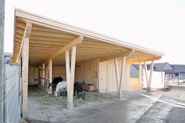 Alpakastall in Teufen – ein Ort der Begegnung