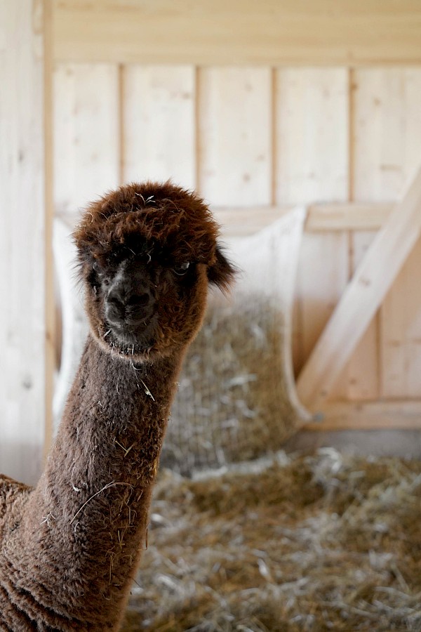 Alpakastall in Teufen – ein Ort der Begegnung